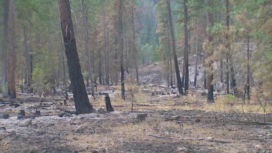 This is how the DNR is making Washington forests more resilient to fires