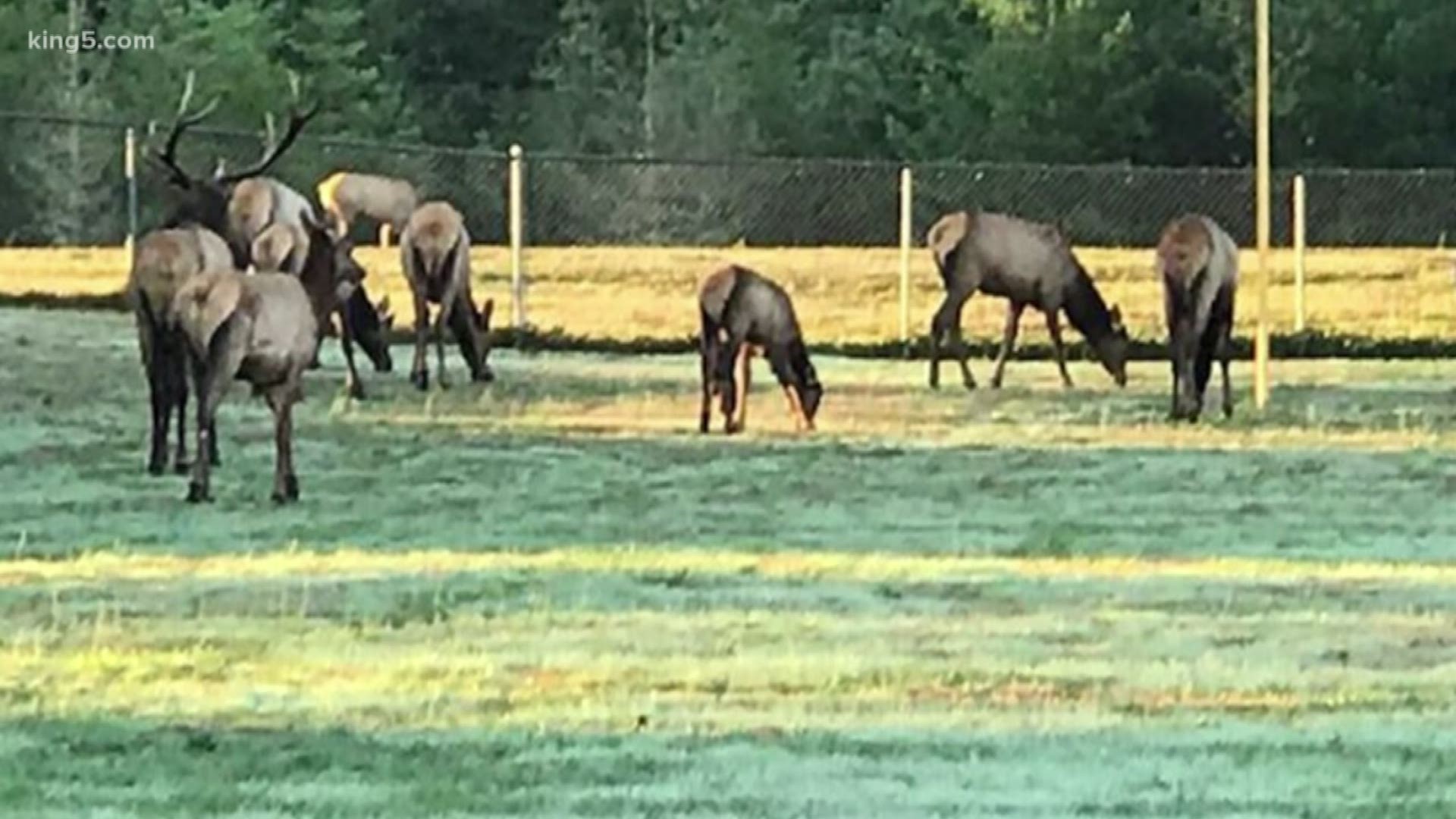 Elk populations are on the rise in the Skagit Valley near Sedro Wooley and Concrete.