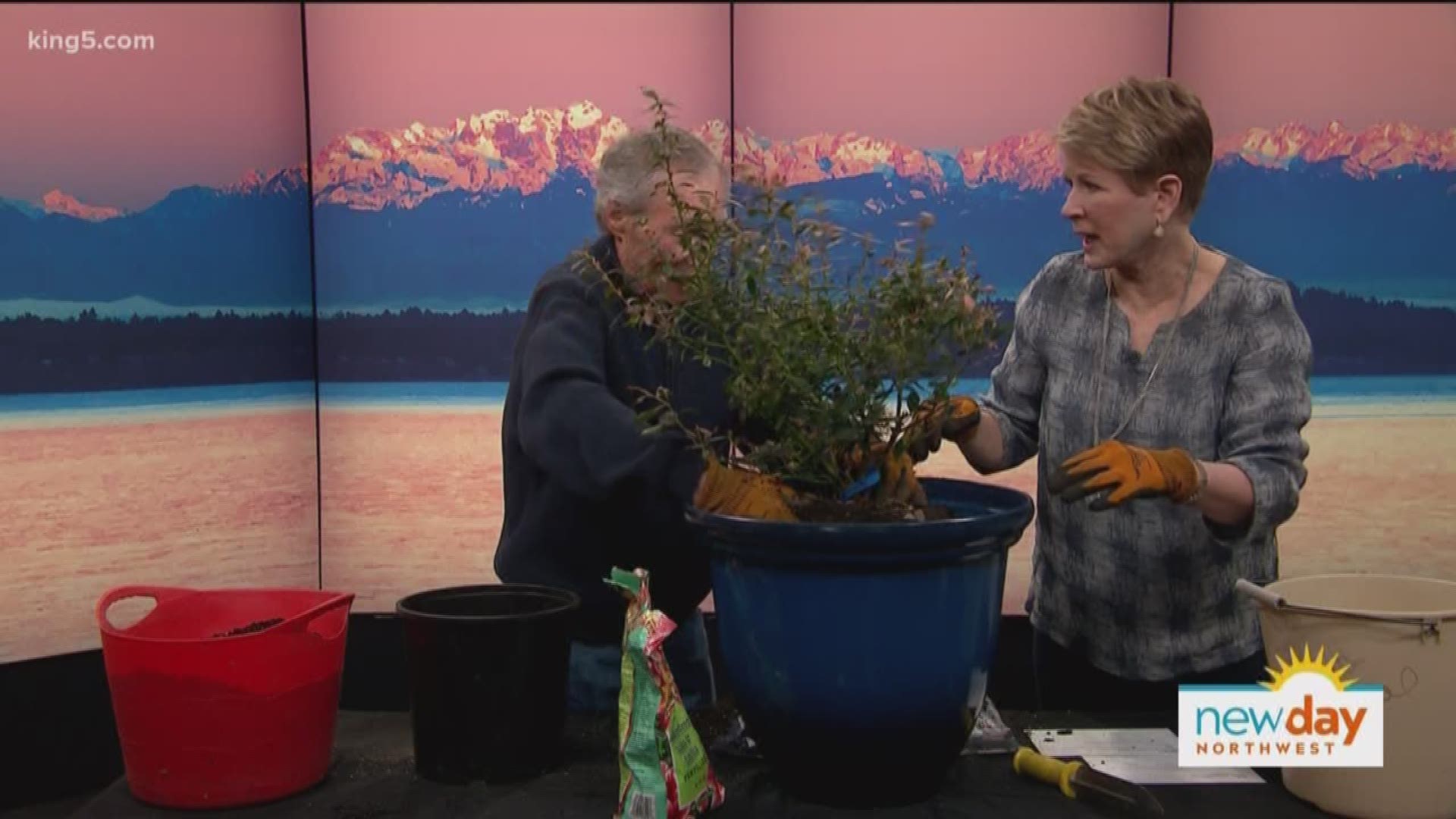 Ciscoe stops by to show us how to grow this super food in our own yards.