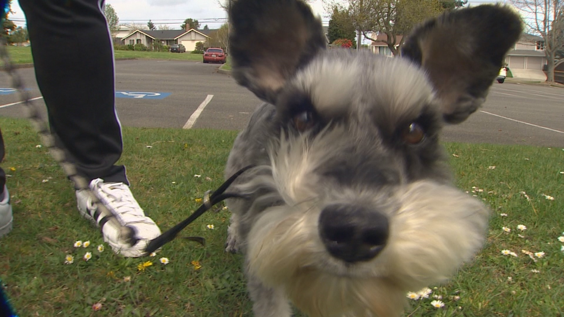 Sidekick Dog Training provides the best ways to "speak" to your best furry friend.