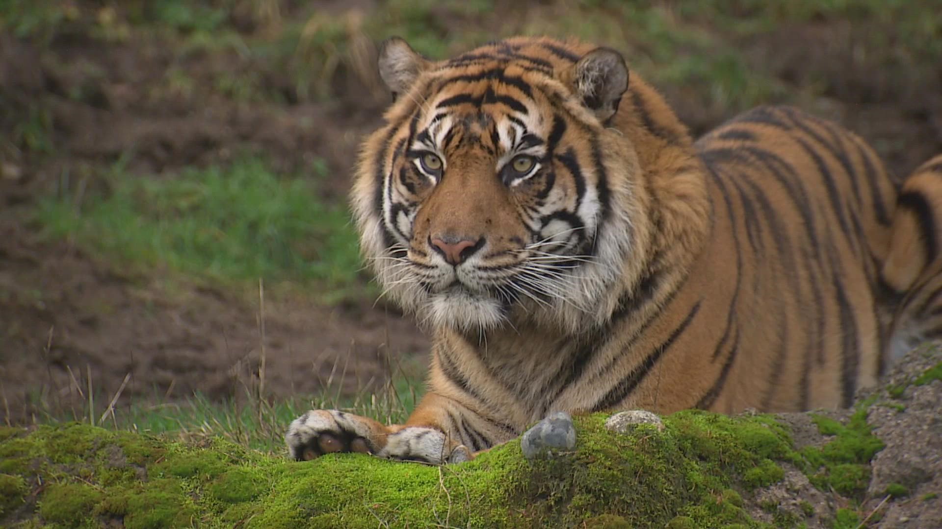 Sumatran tigers are critically endangered in the wild, with only about 400 to 500 remaining on their native Indonesian island of Sumatra.
