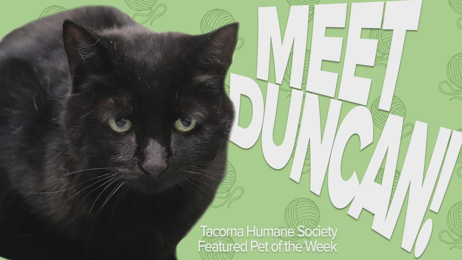 This week's featured adoptable pet is Duncan!