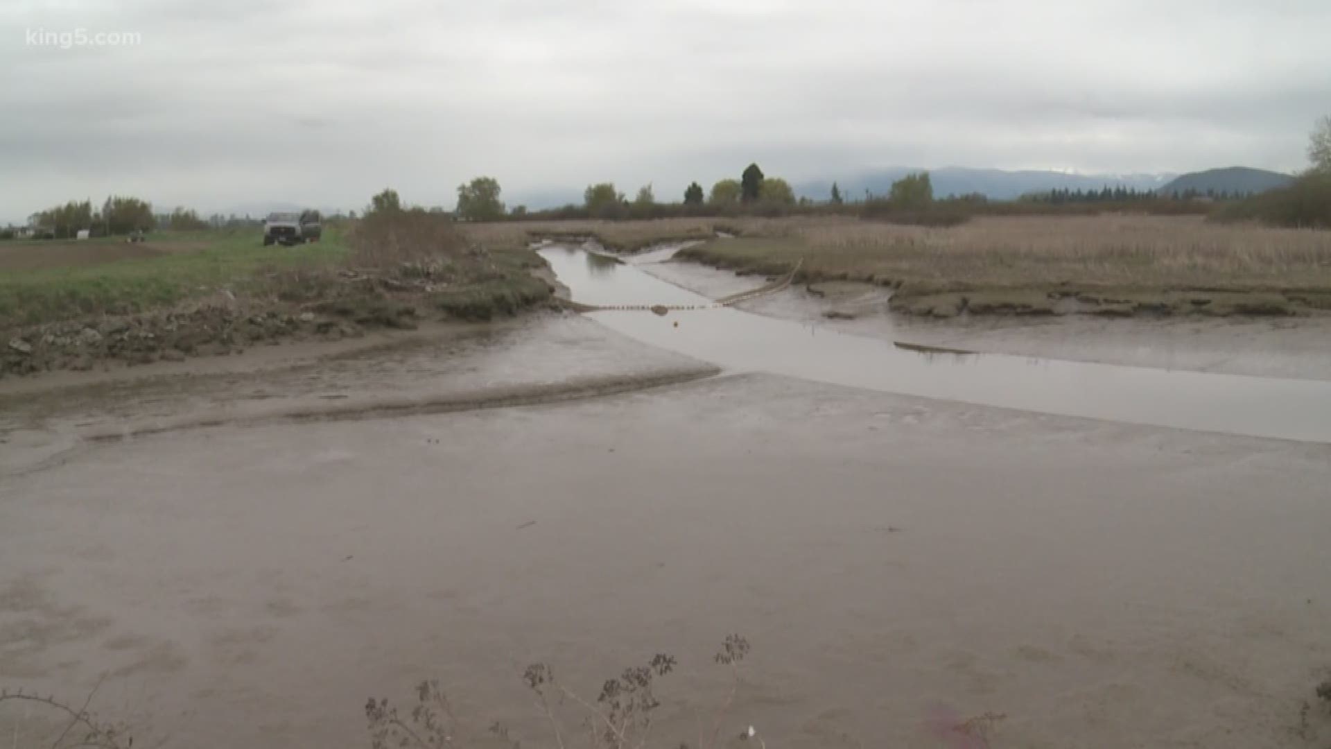 KING 5's Alison Morrow takes you back to the Skagit to the estuary, where older salmon migrate to grow even stronger for their journey to the ocean.