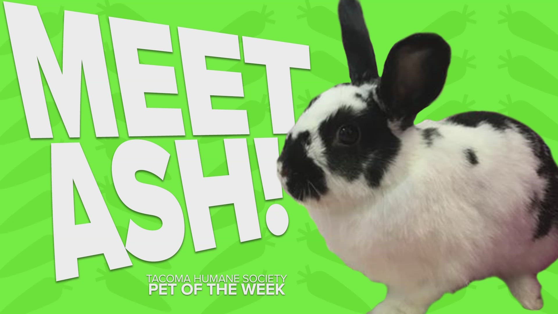 This week's featured pet rescue of the week is our first rabbit, Ash!