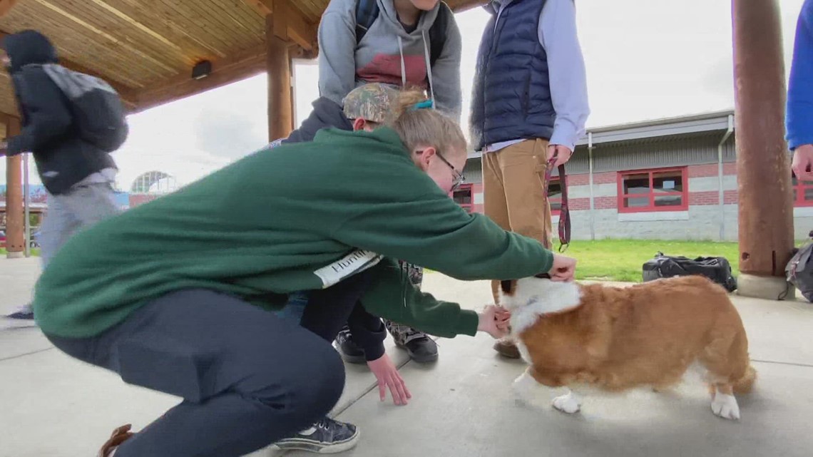 Mount Baker Junior High embraces therapy dogs on campus - Vimarsana News