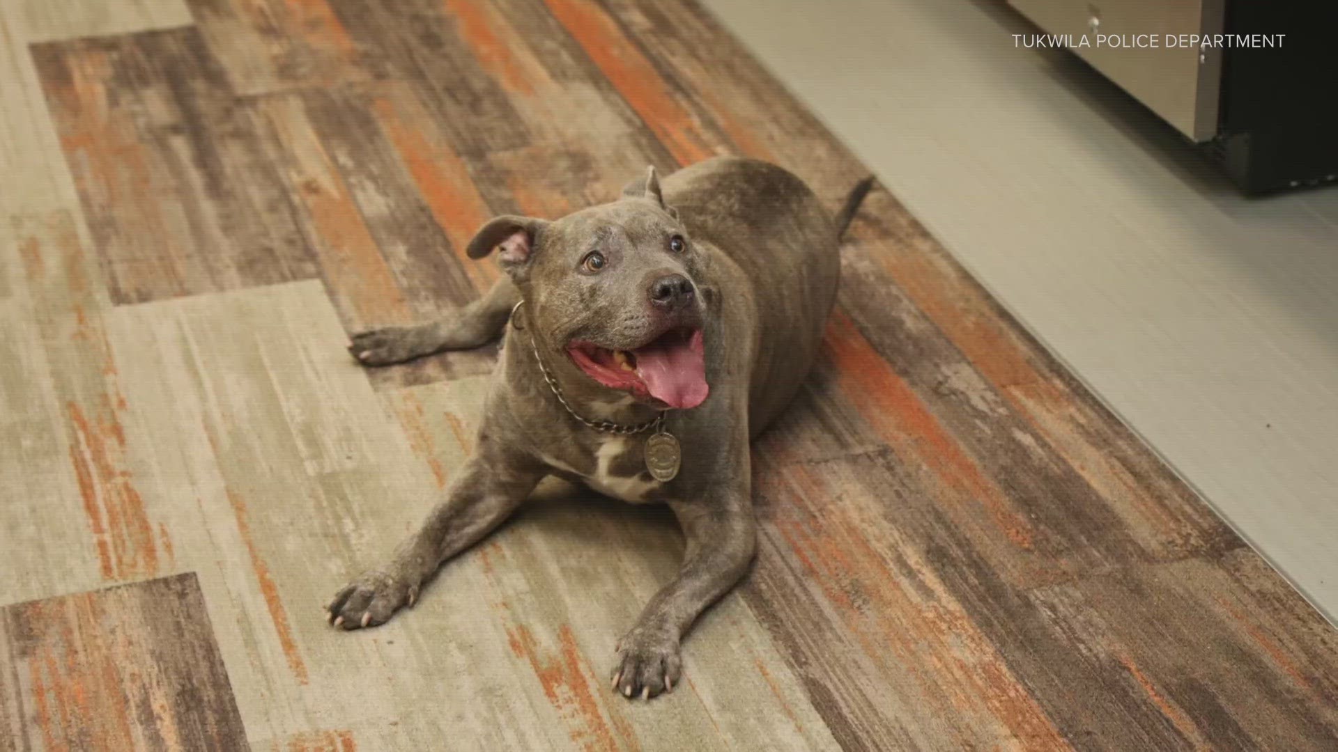 At one point in his life, Apollo was nearly euthanized after waiting over six months for adoption. Then, the Tukwila Police Department decided to give him a chance.