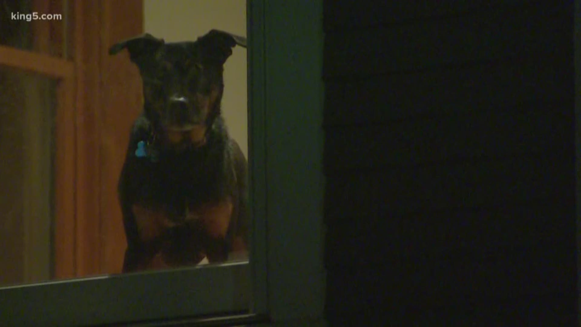 Bella the rescue dog chases burglar out of Seattle home.