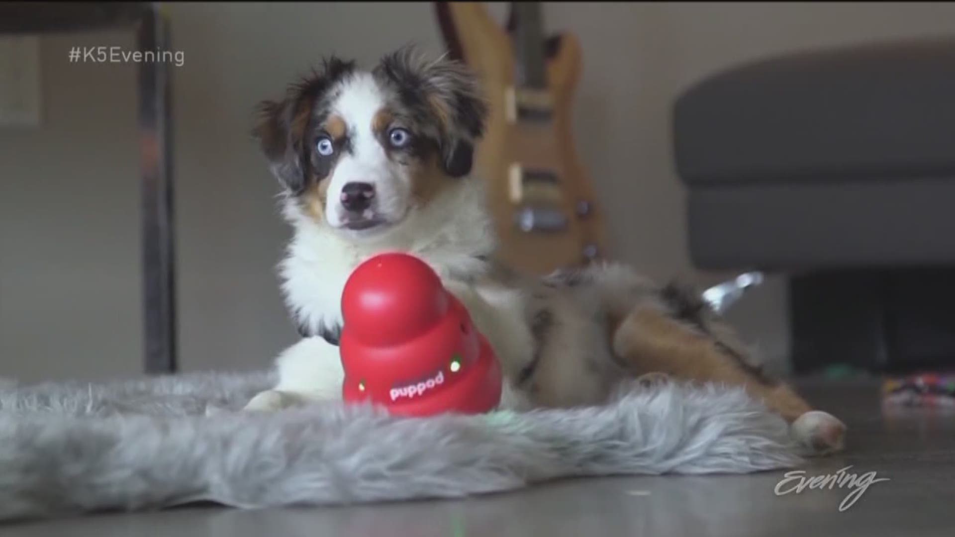 The PupPod is the first toy designed to increase doggy brainpower. "It's pretty revolutionary there's nothing in the market like this," said Kirkland's Erick Eidus who developed the toy, which uses lights and sounds to keep dogs busy.