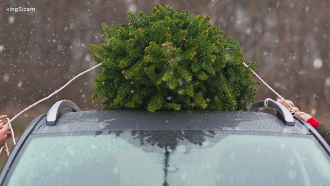 VERIFY Is a real or fake Christmas tree better for the environment