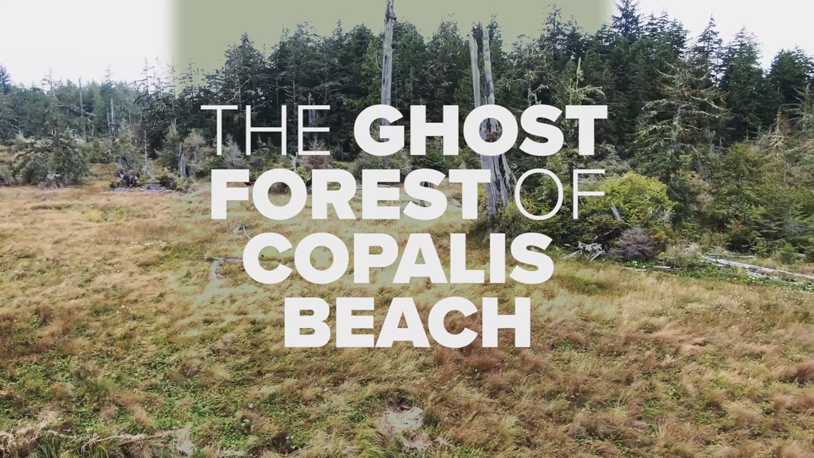 The ghost forest of Copalis Beach