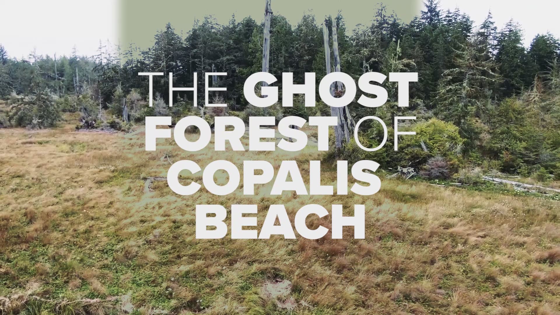 Near Copalis Beach in Grays Harbor County, Washington is a ghost forest.  A haunting salt marsh transformed by an earthquake hundreds of years ago.