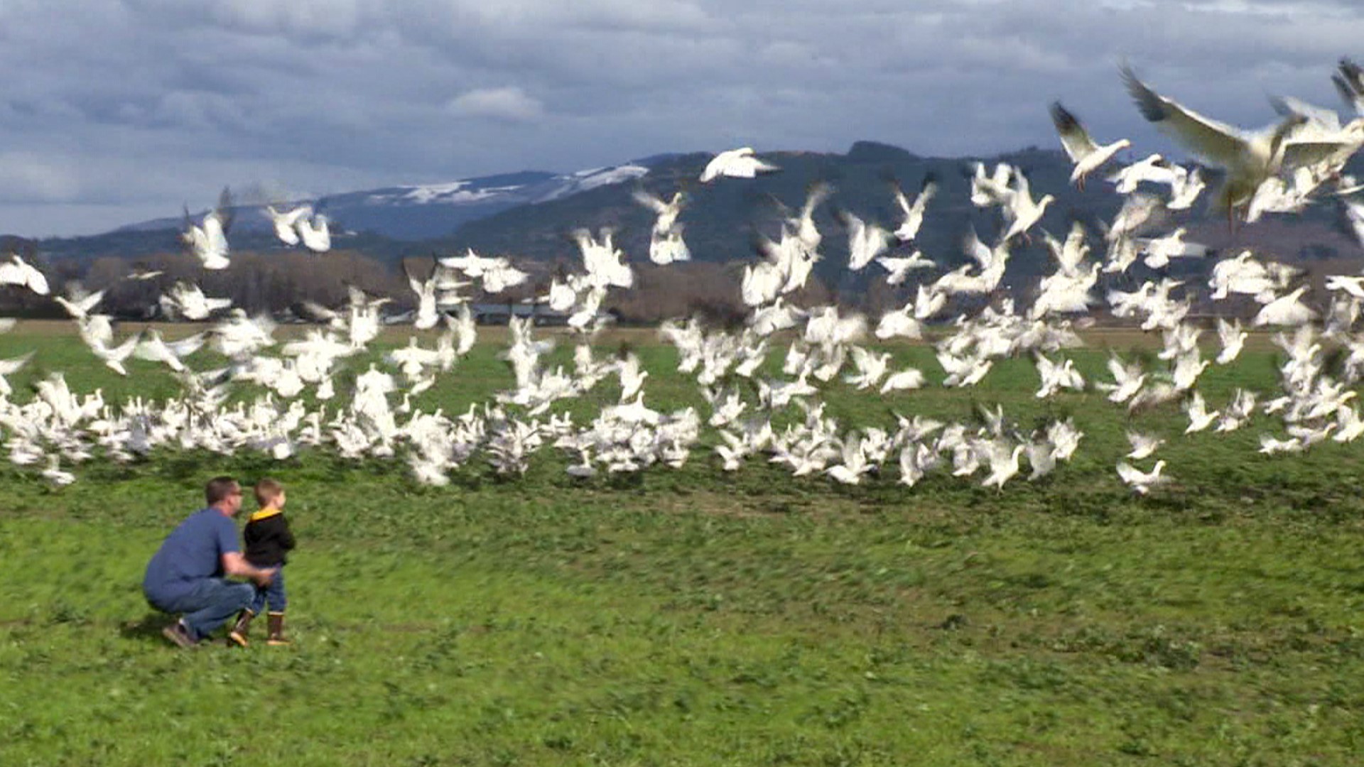 Snow geese flock to Fir Island before flying back to Wrangel Island in Russia.