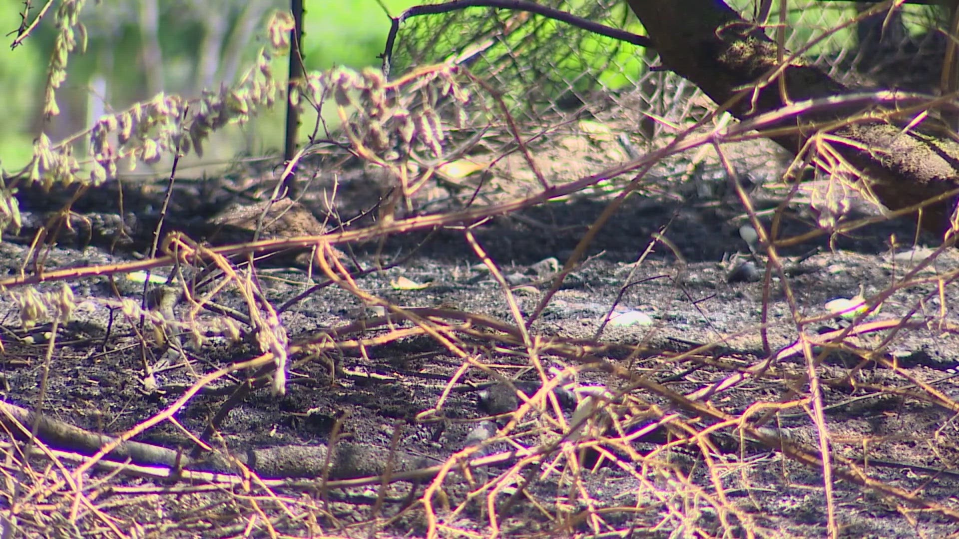 Playground equipment at the Peninsula Lutheran Church did get burned, according to Perry Oldenburg of Gig Harbor Fire.