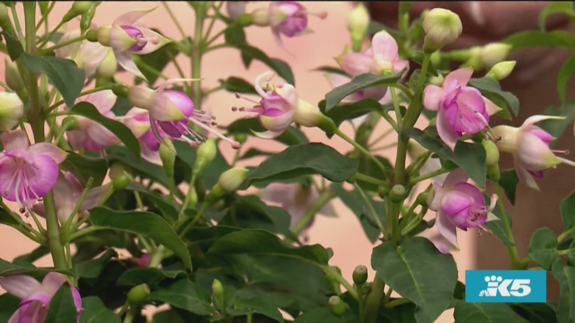 Fuchsias are popular in hanging baskets, but can also give plentiful splashes of color throughout your garden. Gardening guru Ciscoe Morris explains the secrets to making them thrive.