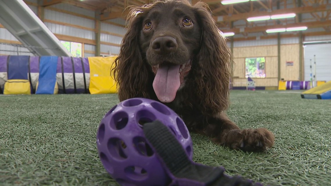Centralia dog competing in FCI Agility World Championship
