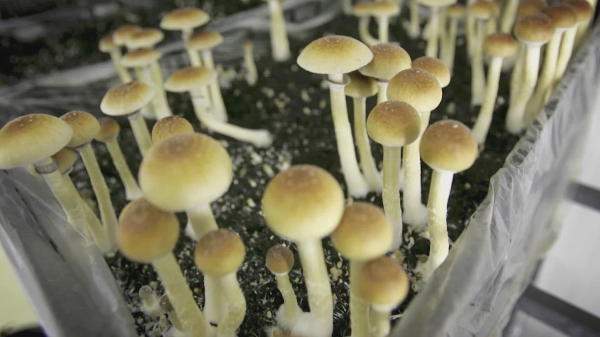 King County backs research, low enforcement of psychedelics as region ...