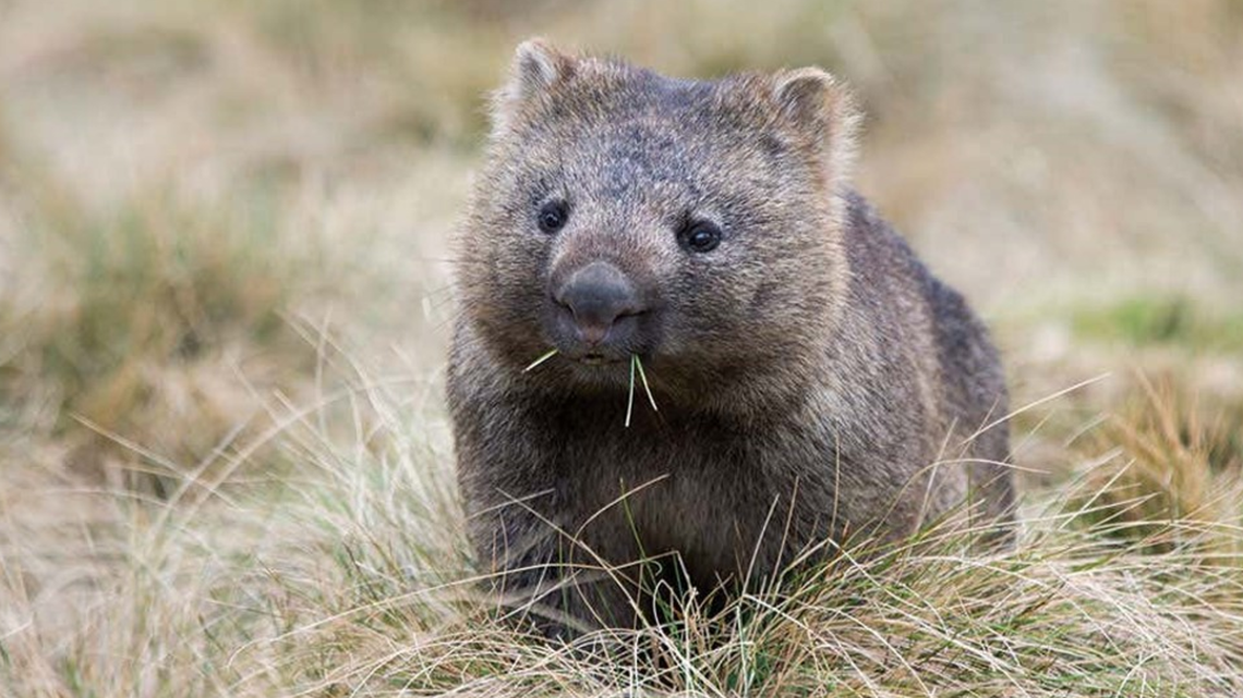 A visit to Australia and New Zealand offers unique wildlife and ...