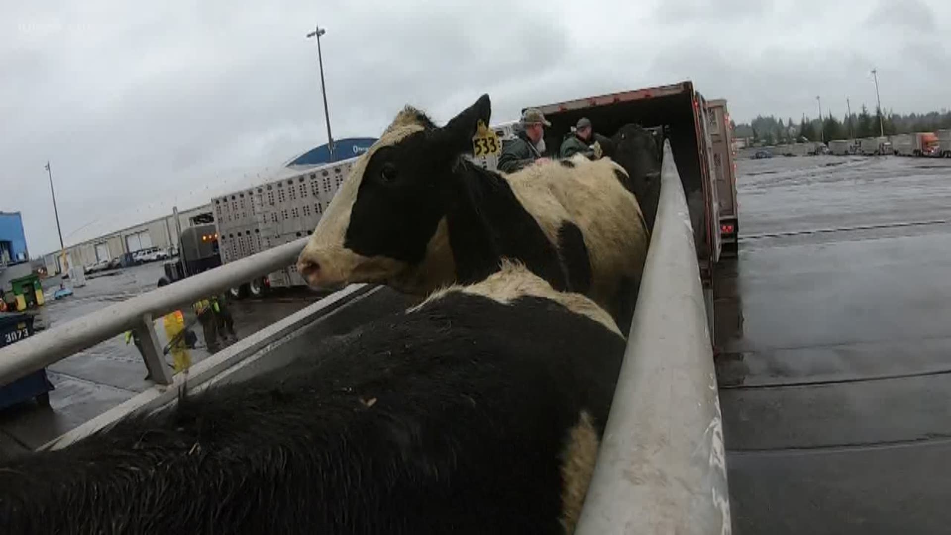 More than 1,400 pregnant dairy cows from California and Idaho shipped out of the Port of Olympia earlier this month.