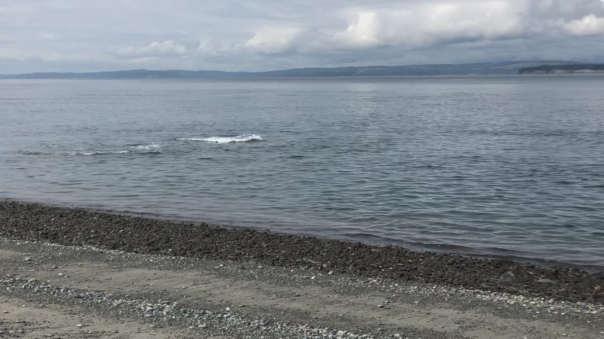 KING 5 viewer Jim Norton sent this video of orcas making a splash on the beaches of Whidbey Island