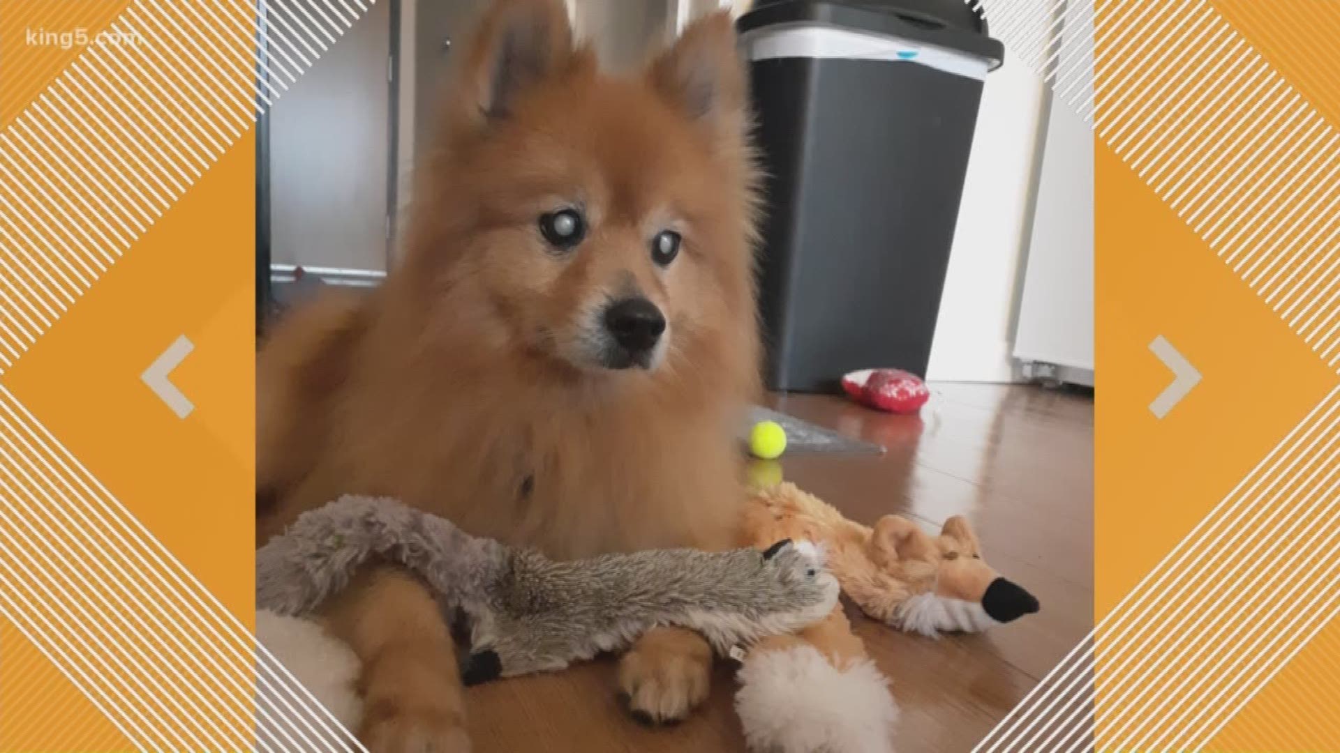 Chopper is a senior male purebred Pomeranian at Dog Gone Seattle. He's about 12 years and 12 pounds!