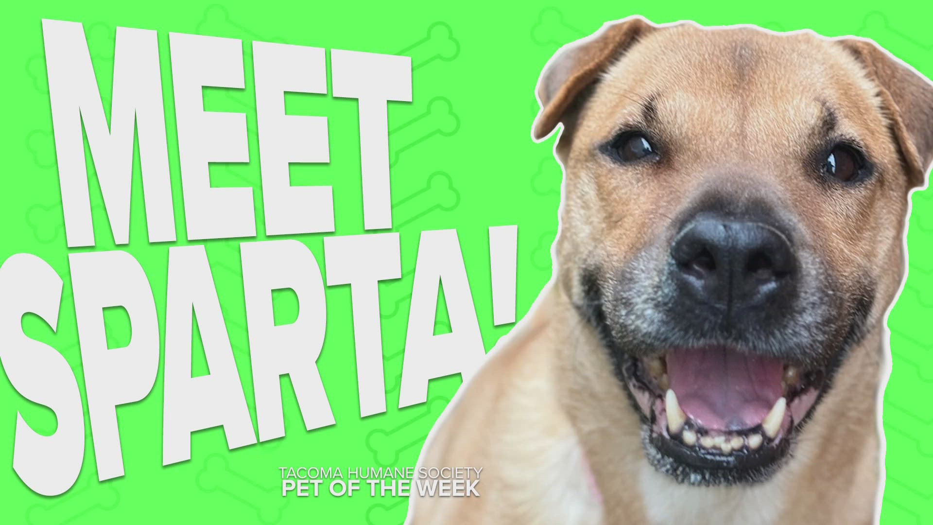 This week's adoptable pet is Sparta.