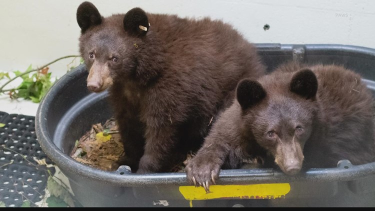 Three bear cubs burned in eastern Washington wildfires making full recoveries