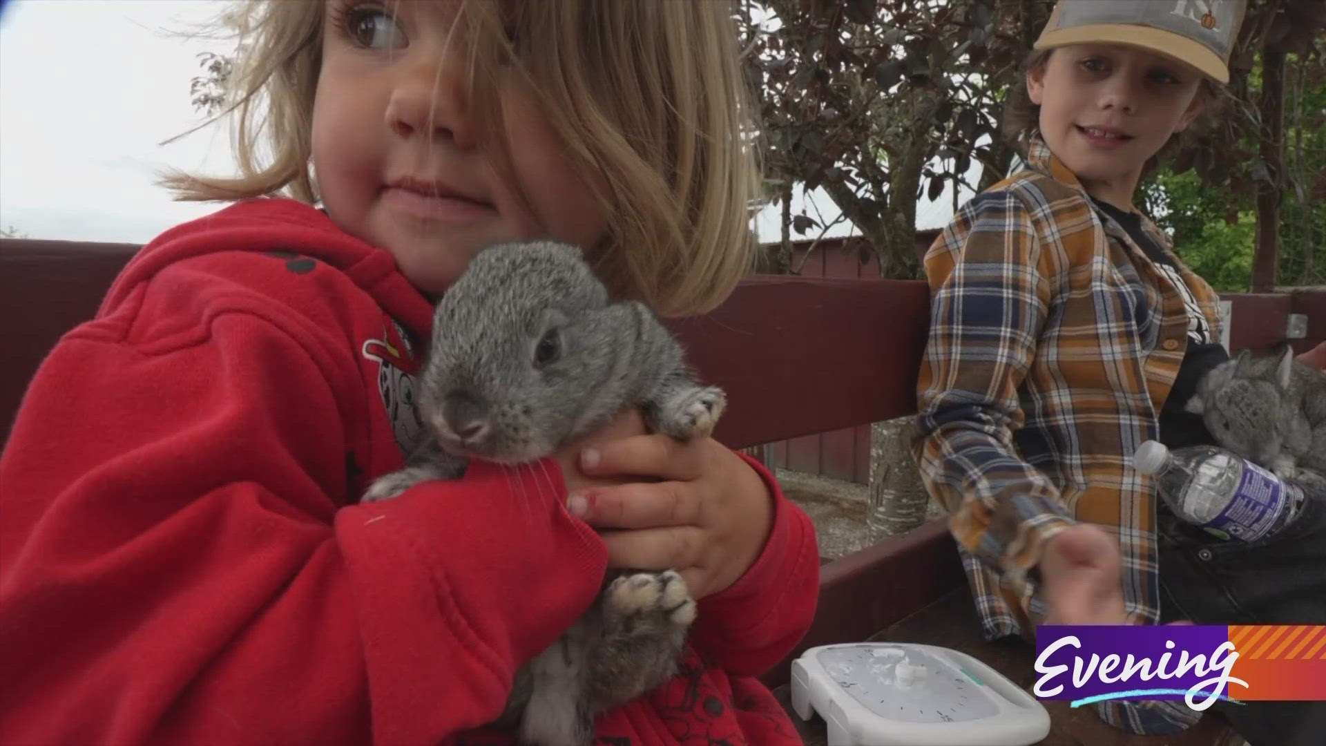 Swans Trail Farms hosts the event, which includes a petting farm and U-Pick strawberries. #k5evening