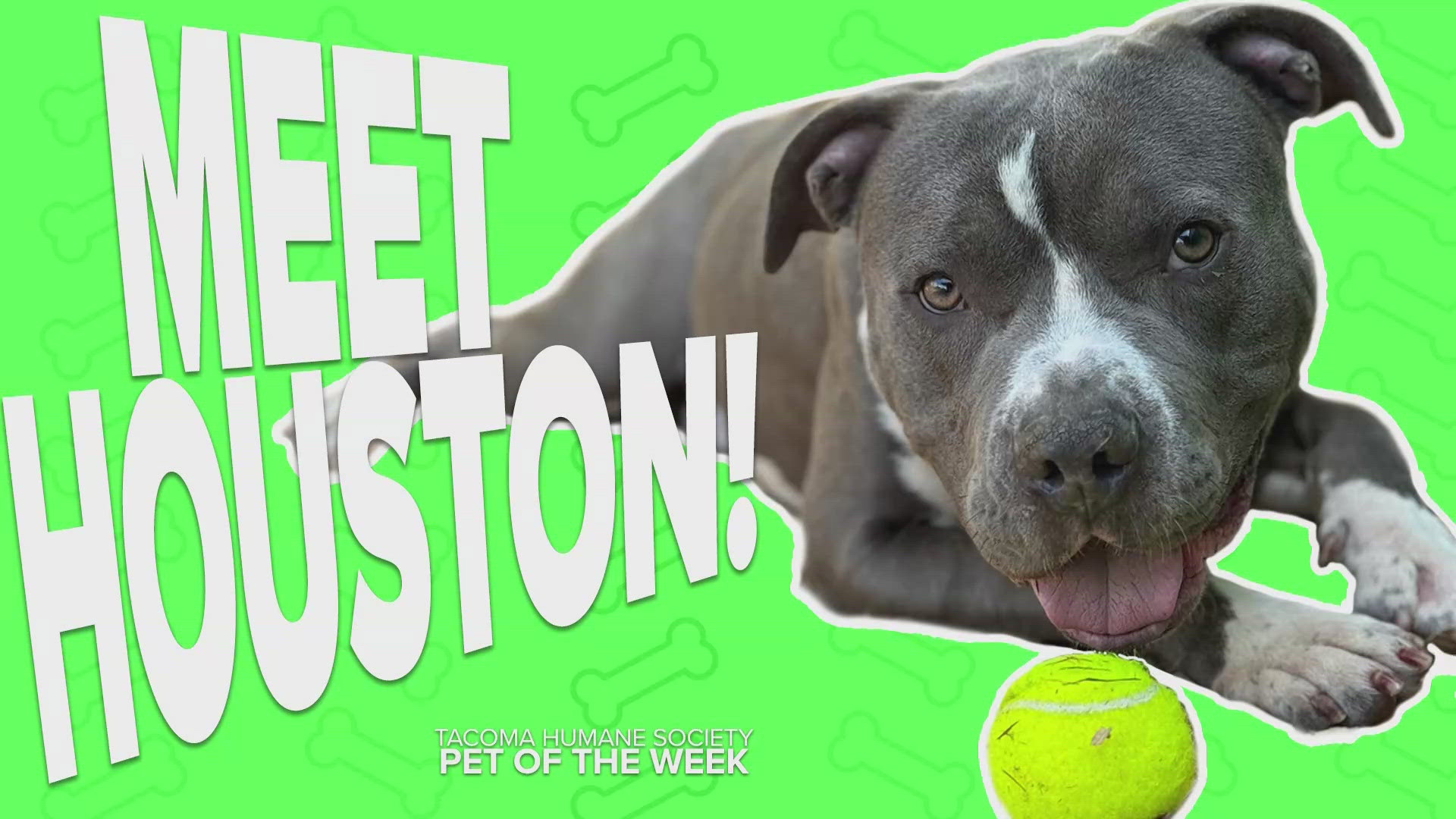 This week's featured adoptable rescue pet is Houston!
