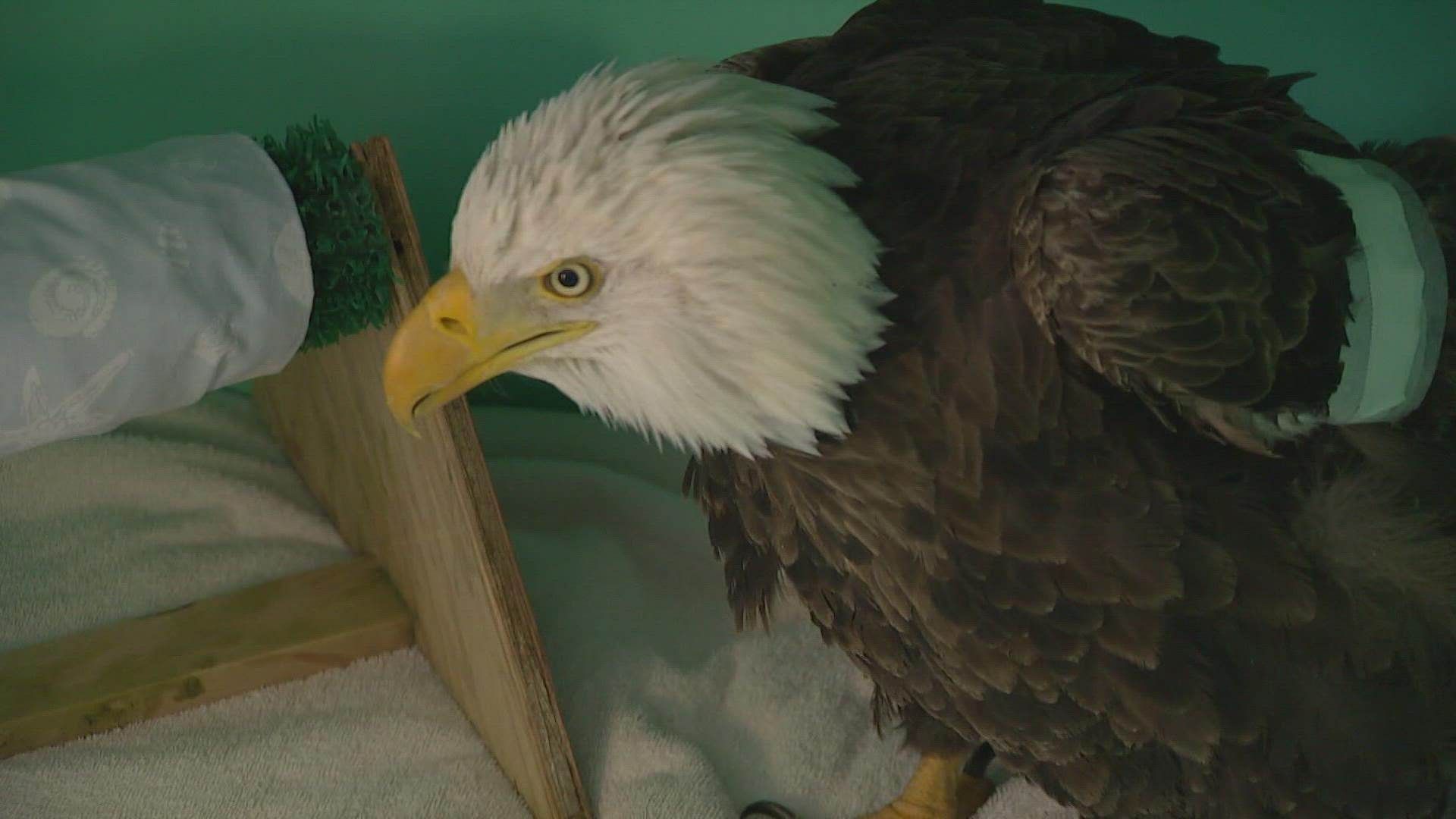 The bird was wounded in Skagit County. Wildlife workers are hoping for a full recovery.