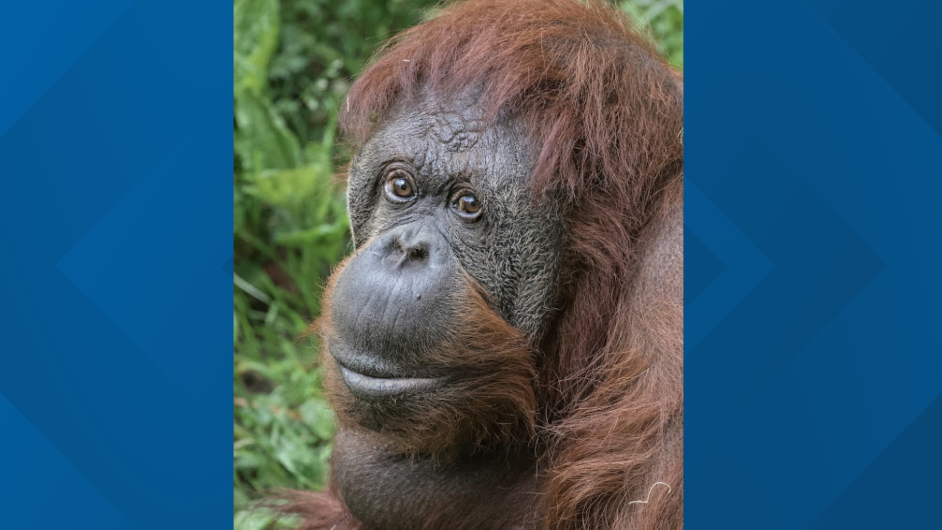 Chinta was just shy of her 52nd birthday. She was the oldest animal currently living at Woodland Park Zoo and one of the oldest orangutans in North America.