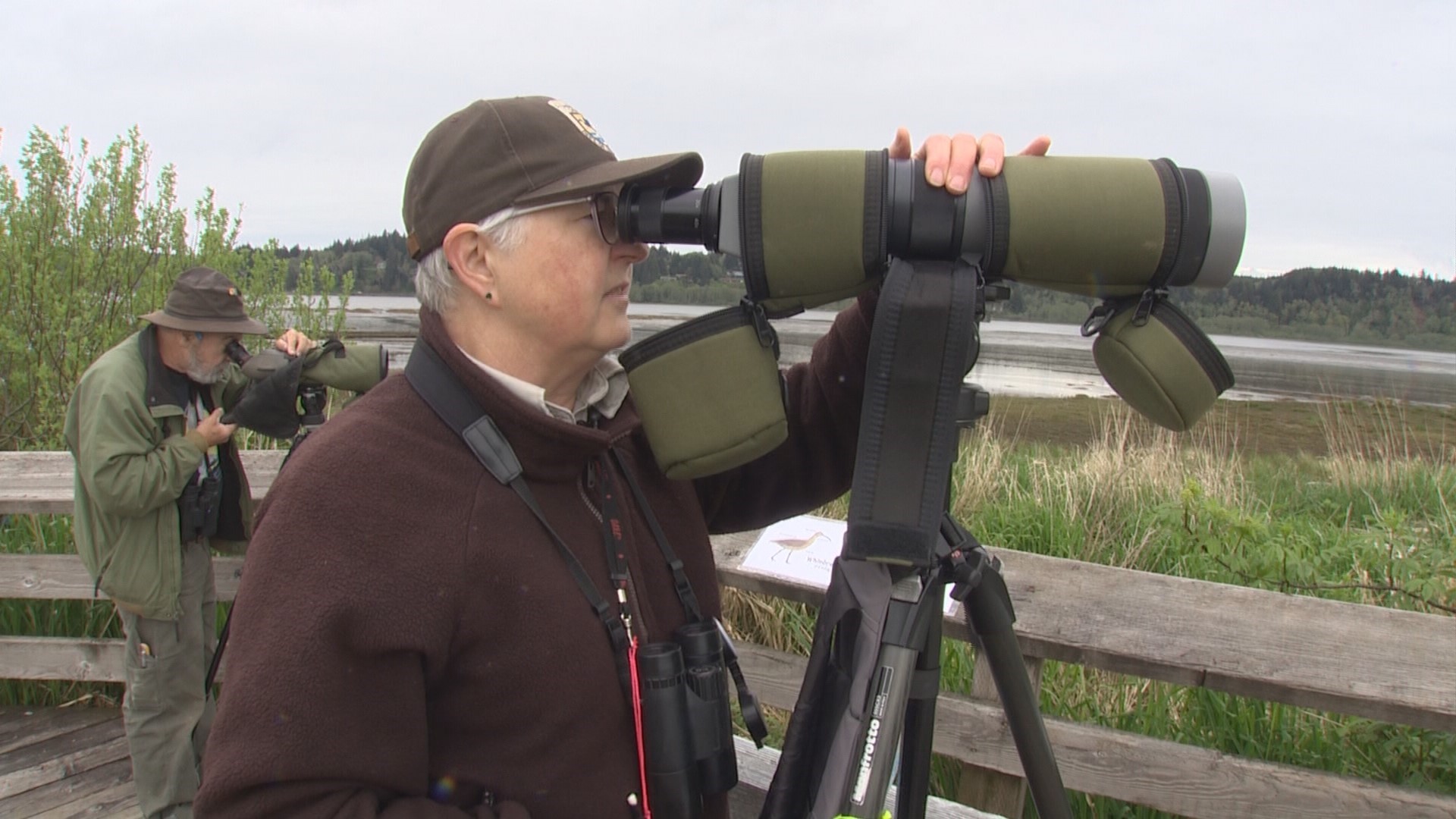 Shorebirds migrate through Hoquiam on their way to Alaska