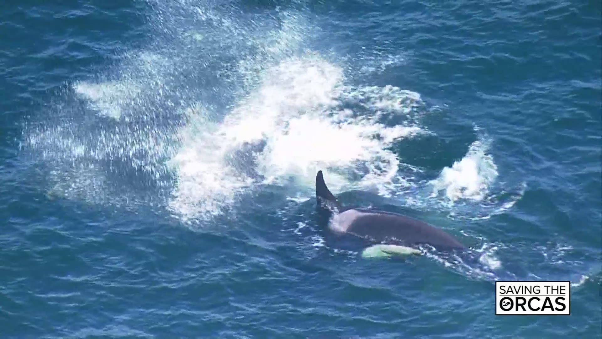 A KING 5 special presentation explores the three reasons why the Southern Resident killer whales aren’t flourishing and how we can help boost the population.
