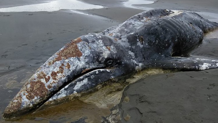 Juvenile gray whale washes up at Ocean Shores | king5.com