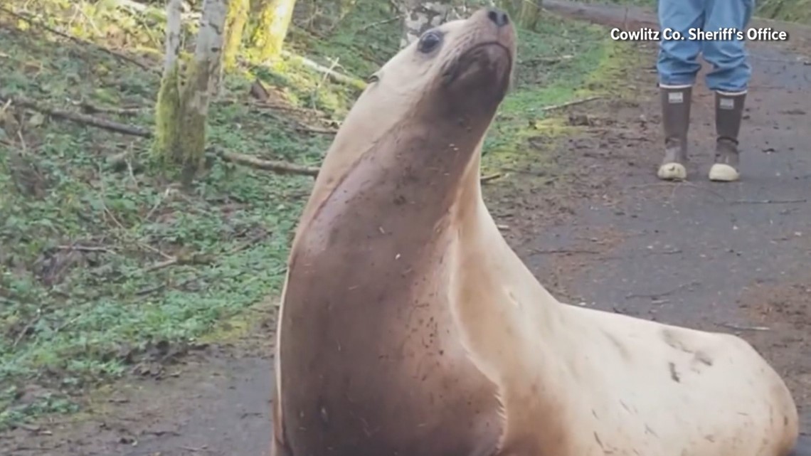 UPDATE: Sea lion roaming Sitka streets returns to water