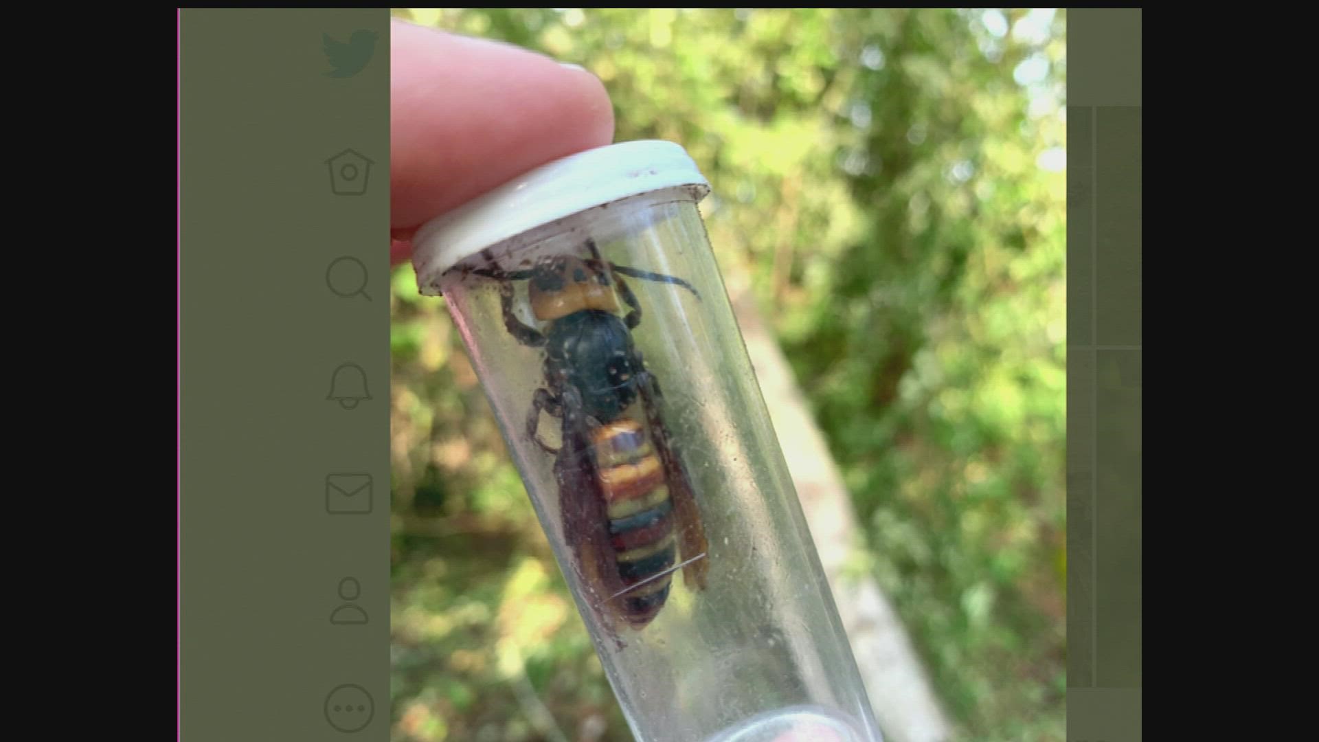 Experts with the Washington State Department of Agriculture eradicated the third Asian giant hornet nest that's been found in Whatcom County.