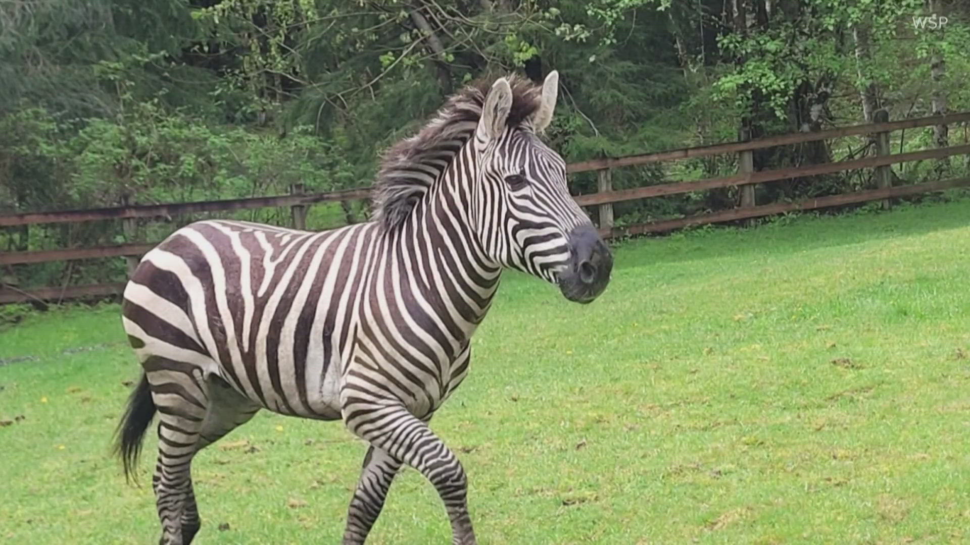 A zebra that went missing after getting out of its trailer near the freeway is still on the loose Friday.