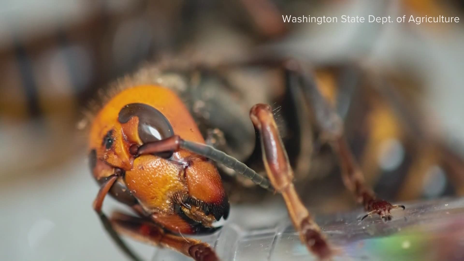 Officials want to impose a quarantine on all live hornets, which would outlaw the sale, distribution or knowing movement of hornets in Washington state.