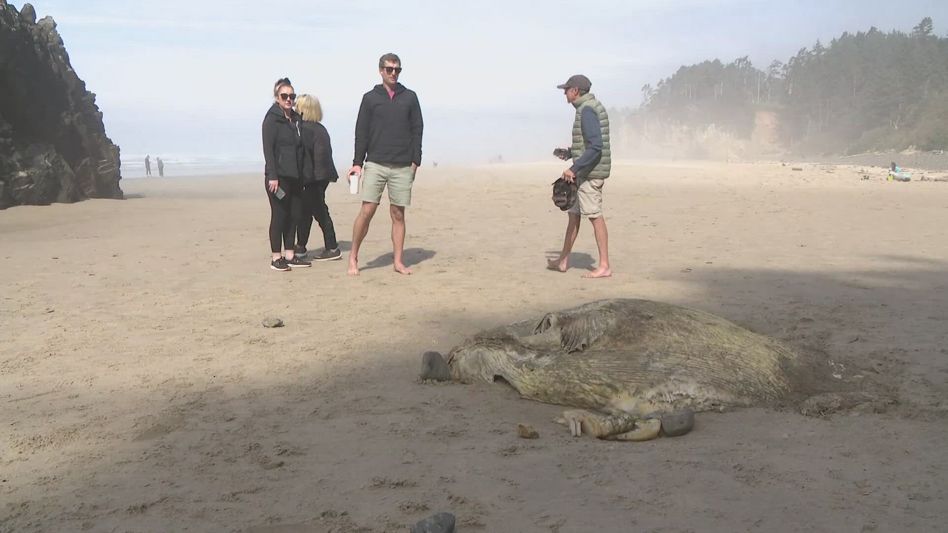 The fish, which measured 7 feet wide, washed up on the beach at Hug Point State Park on the Oregon coast