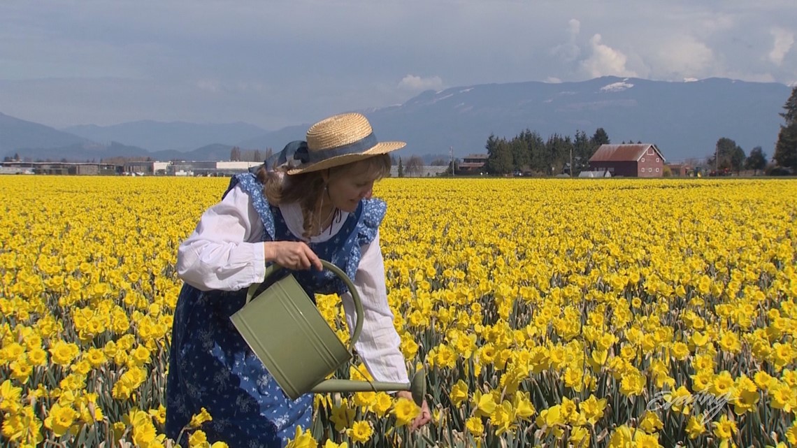 The La Conner Daffodil Festival is in full bloom