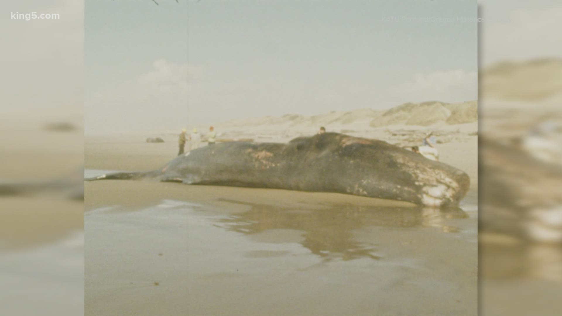 The massive creature washed up on the beach near Florence, Oregon in 1970. Officials decided to dispose of the whale using an unorthodox technique -- dynamite.