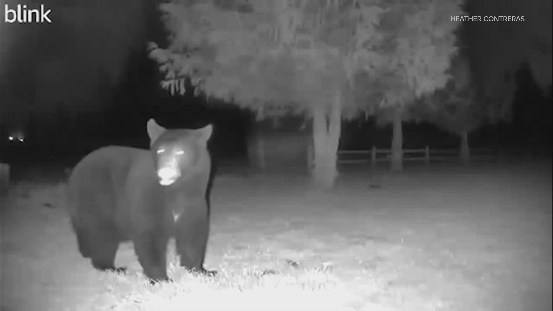 A mother bear and two cubs were seen on home video at a home in Ravensdale.