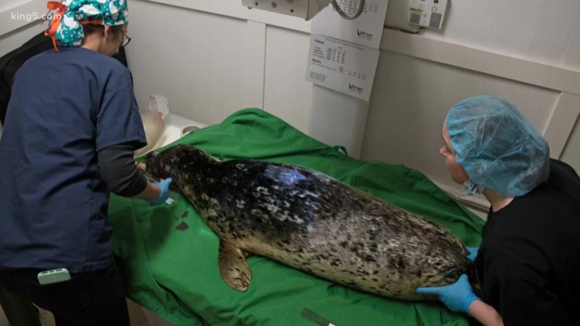 A pregnant seal shot in Puget Sound is in recovery.  Hear what happened, and why her caretakers are looking forward to this weekend with KING 5's Alison Morrow.