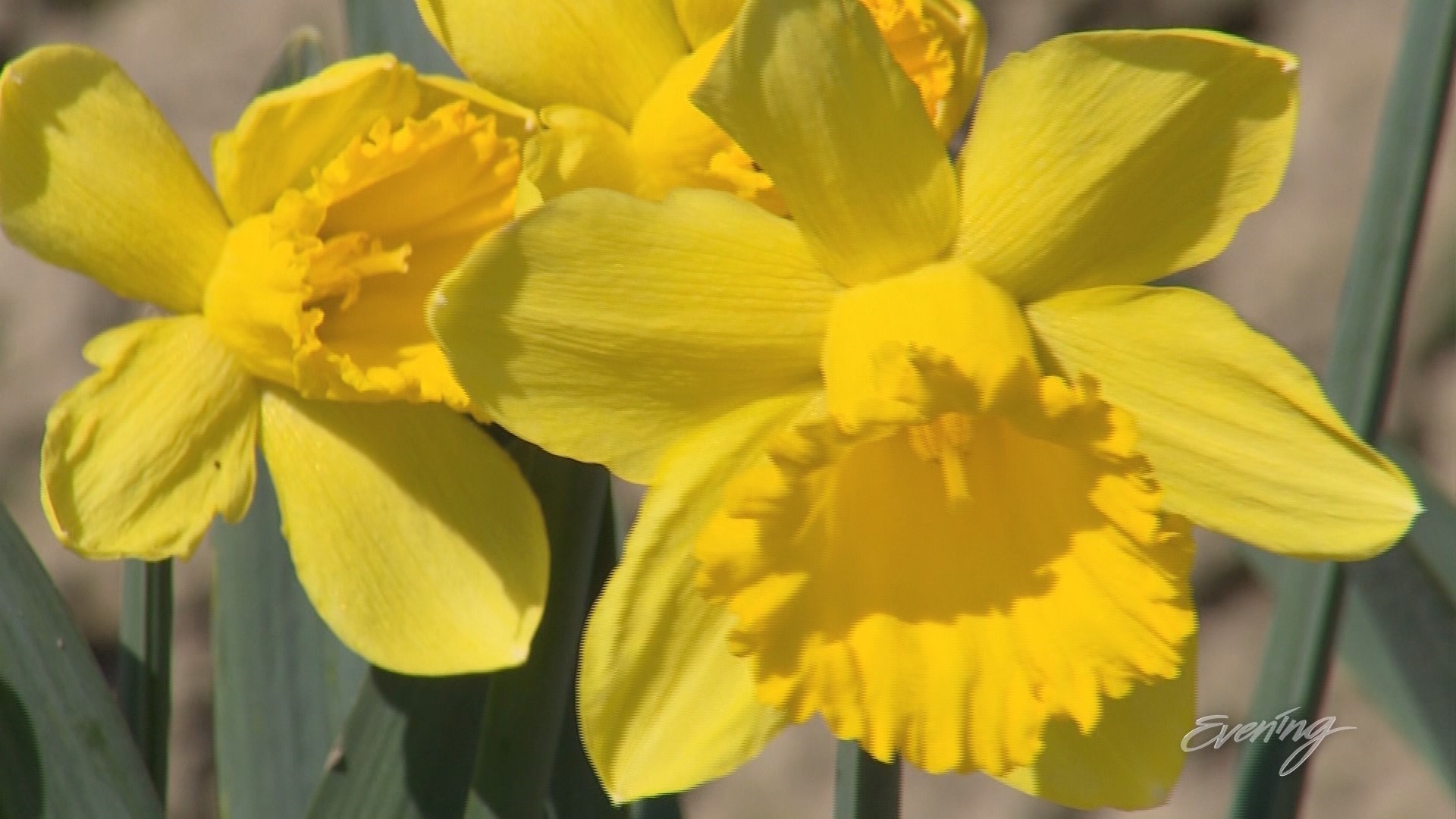 The La Conner Daffodil Festival is in full bloom