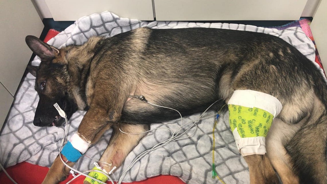 Thurston County Sheriff's K9 to have surgery for bullet near spine after being shot in police chase | king5.com