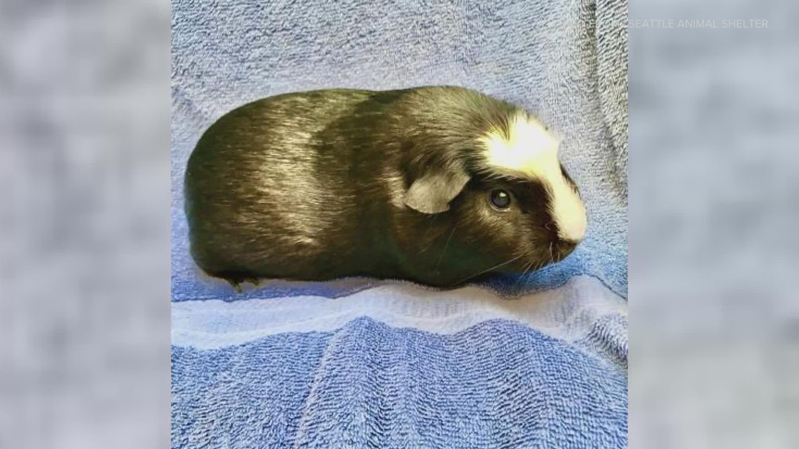 Anyone in greater Seattle area looking to adopt a sad Guinea pig