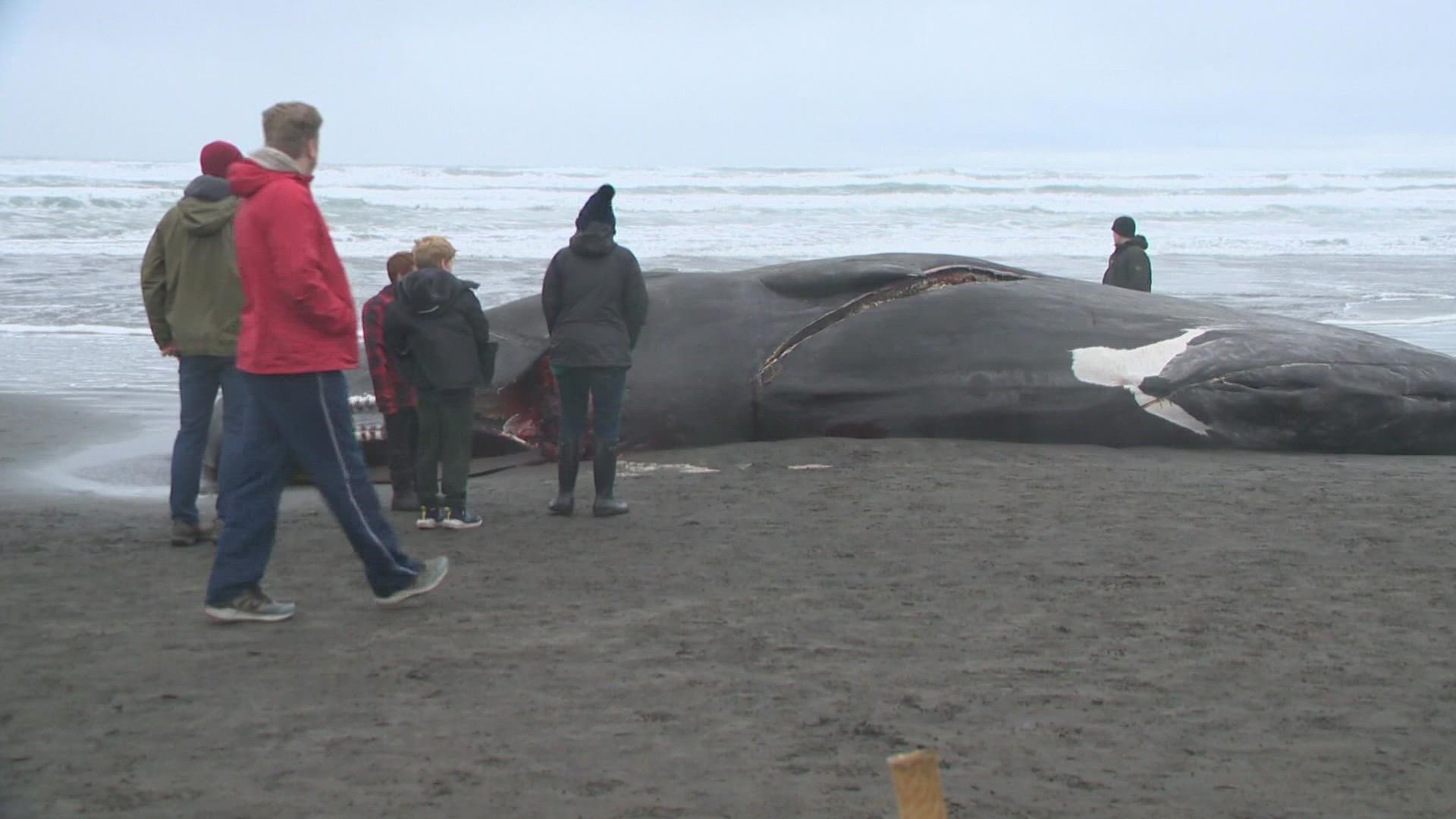 An expert explains what's next for washed-up whale on Oregon Coast - OPB