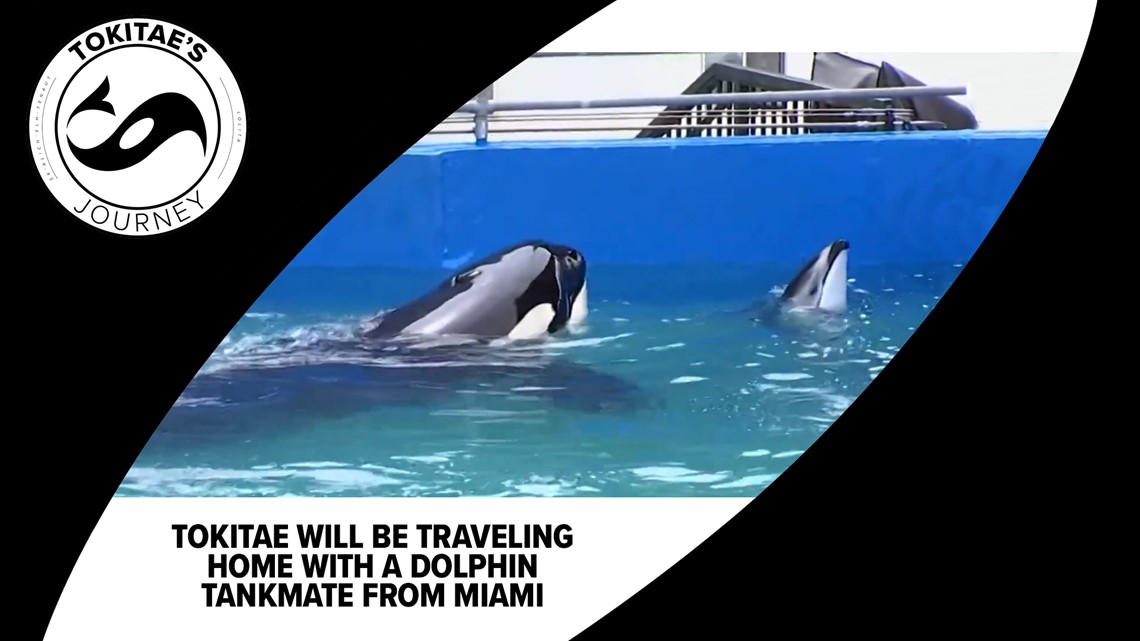 Here's who Tokitae shared a tank with during her time at the Miami Seaquarium