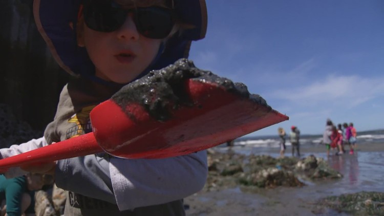 Low tides will be 3 feet below normal in the Puget Sound this week