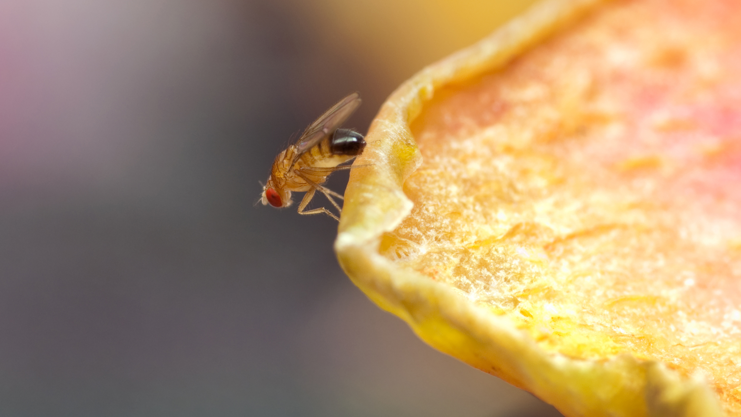 Flying fruit fly