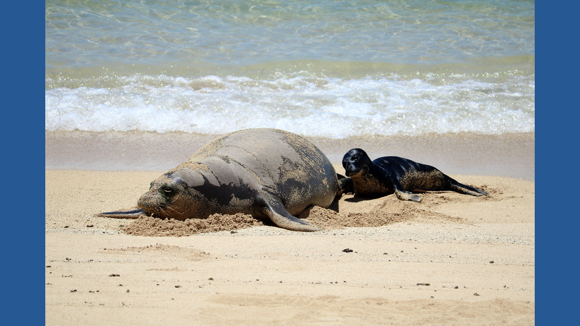 Seattle man investigated after viral video appears to show object thrown at monk seal in Maui